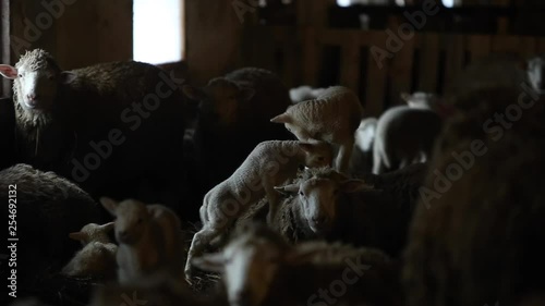 Two Lambs standing on a sheep. Herd of Sheeps in the barn. Gropup of brown sheeps. photo