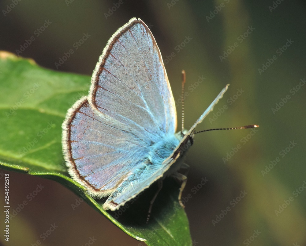 Obraz premium butterfly on leaf