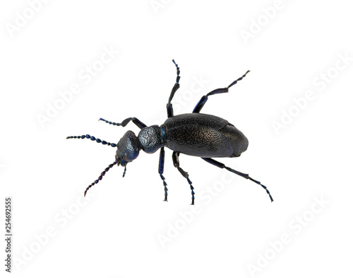 Oil Beetle Black Beetle Creeps Meloe proscarabaeus male M. proscarabaeus on white