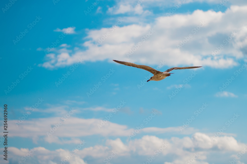 Obraz premium Seagull in the blue sky.