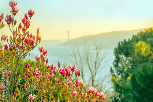 The view in the spring from the slopes with blooming magnolia on the Bosphorus. Blooming magnolia on the shores of the Bosphorus. Istanbul.