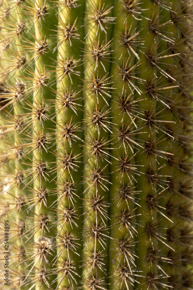 Cactus Cactus
