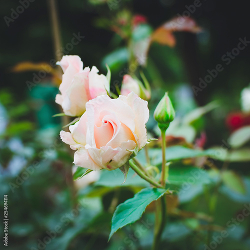 Beautiful rose blooms in the garden  close-up  square format.