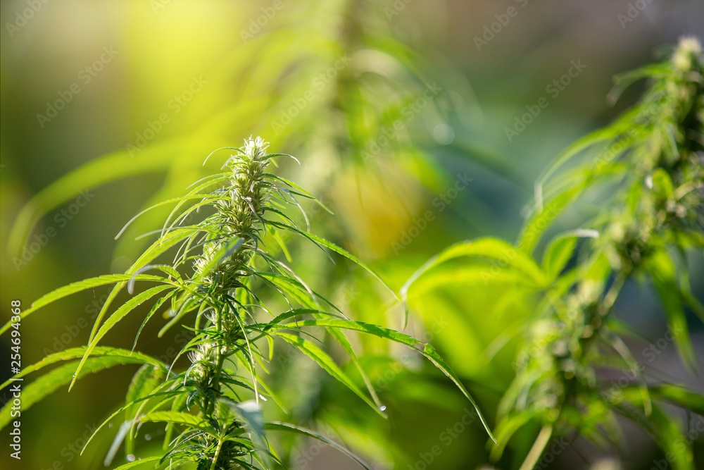 Marijuana leaves, Cannabis on beautiful background. Marijuana leaves, Cannabis on beautiful background.