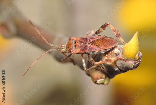 Bug Leptoglossus occidentalis photo
