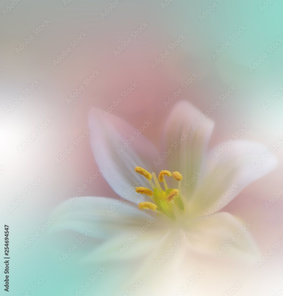 Beautiful Green Nature Background.Colorful Artistic Wallpaper.Natural Macro Photography.Beauty in Nature.Creative Floral Art.Tranquil nature closeup view.Blurred space for your text.Abstract Spring 