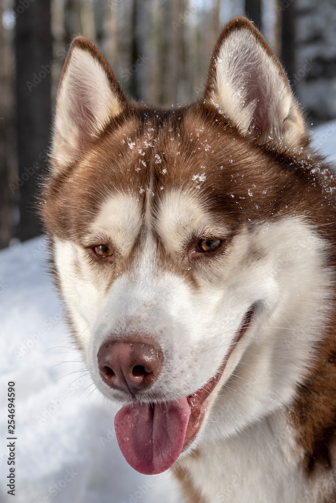 Siberian husky dog portrait on snowy winter forest background. 