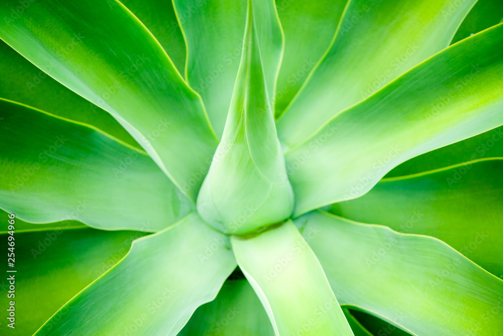 Agave Agave