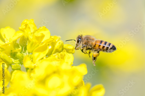Honey bee hovering