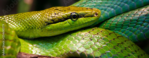 Spitzkopfnatter (Gonyosoma oxycephalum)  photo