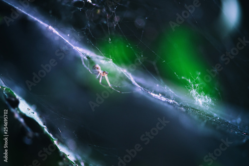 Ride the Lighting / Spider web natural light © Vladimir