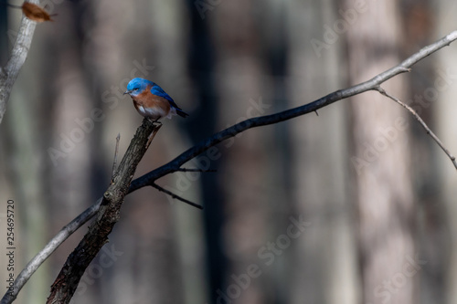 Eastern Bluebird (Sialia sialis) perching in tree in Southeastern Michigan, USA.