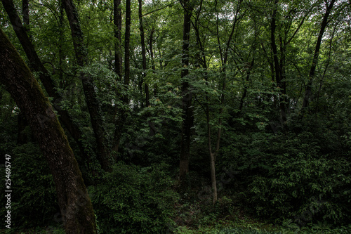 verde nel sottobosco