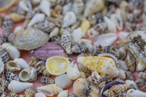 Background of large and small seashells. Macro photos