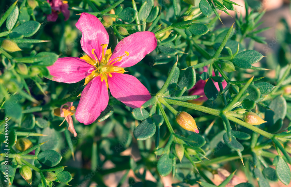 Fototapeta premium Red desert flowers