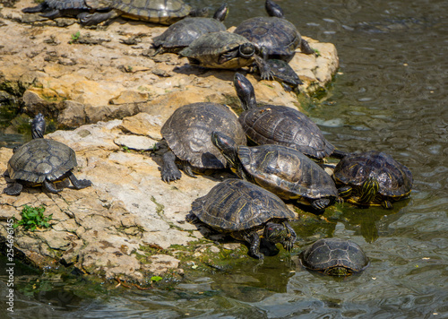 turtles in water