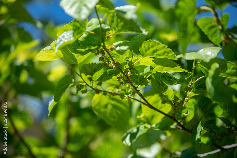 Young fruits of mulberry, on the branch