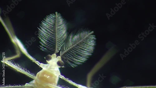 Büschelmücke Chaoboridae photo