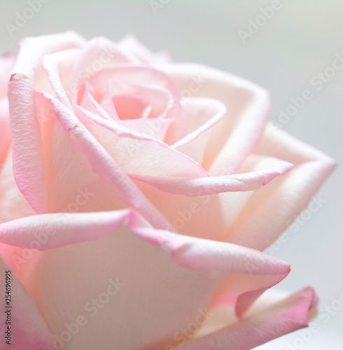 Rose flower head macro, pink petals isolated on light background