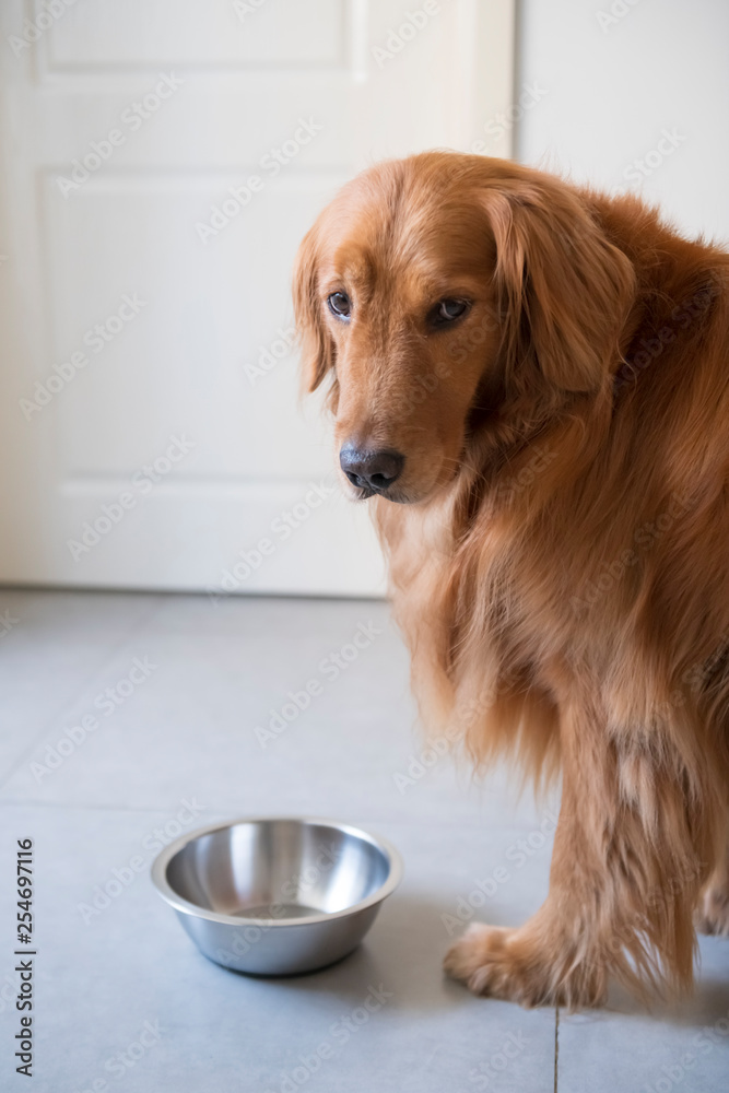 The Golden Retriever Dog and its bowl
