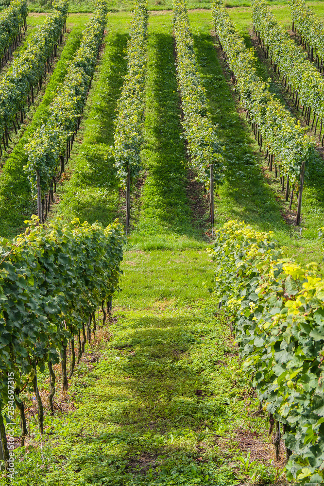 Vineyard on picturesque hills