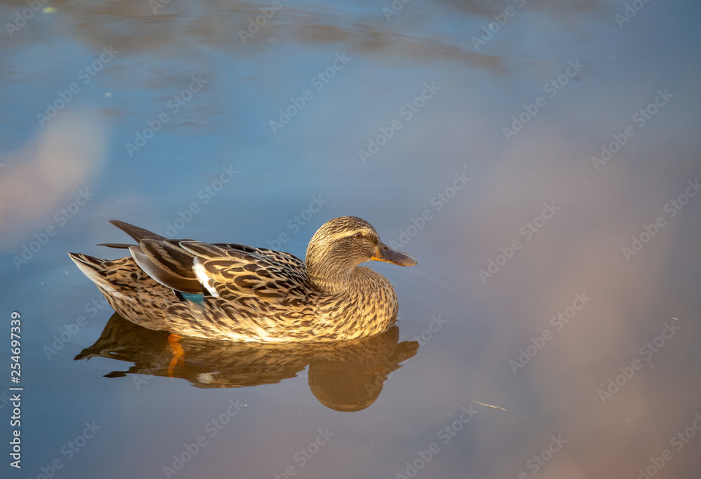 Fototapeta premium Mallard in a pond