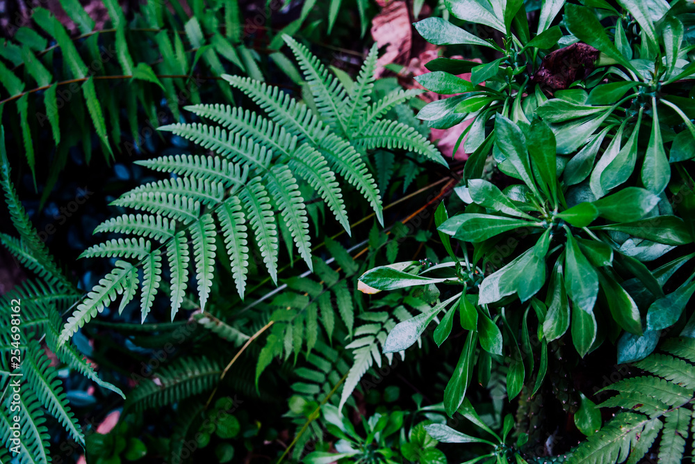 fern green leaf,freshness Beautiful nature background fern green leaf,freshness Beautiful nature background