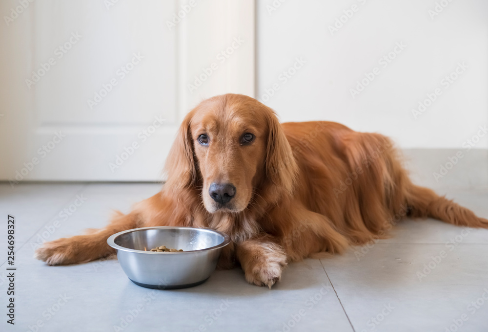 The Golden Retriever dog is eating dog food.