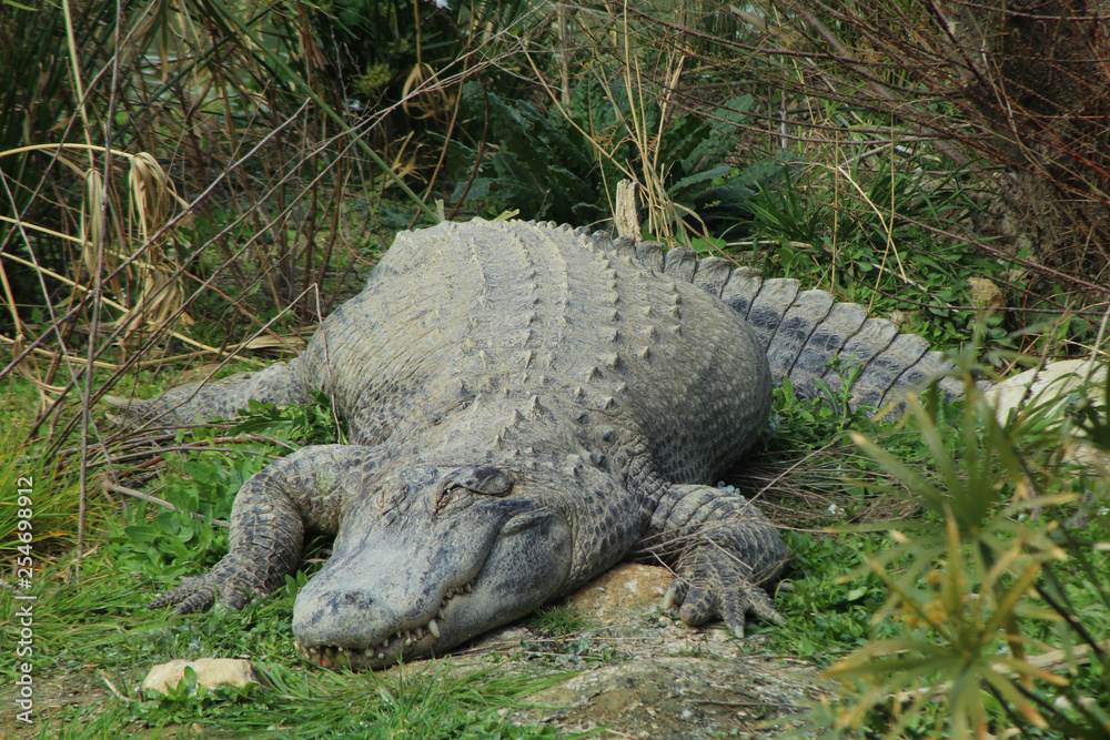 alligator du mississipi sur la berge alligator du mississipi sur la berge