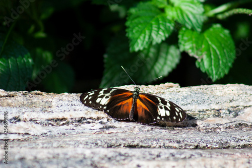 Doris Longwing (Laparus doris) photo