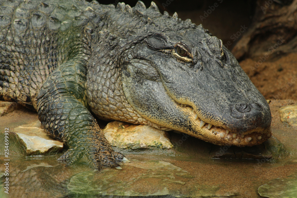 portrait d'un alligator du mississipi sur la berge portrait d'un alligator du mississipi sur la berge