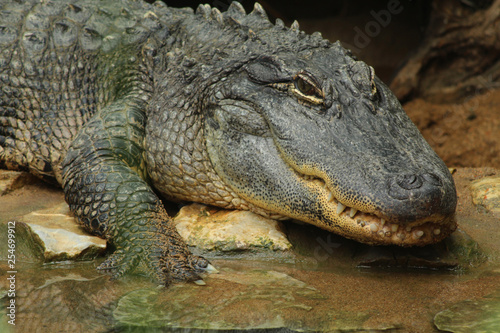 portrait d un alligator du mississipi sur la berge