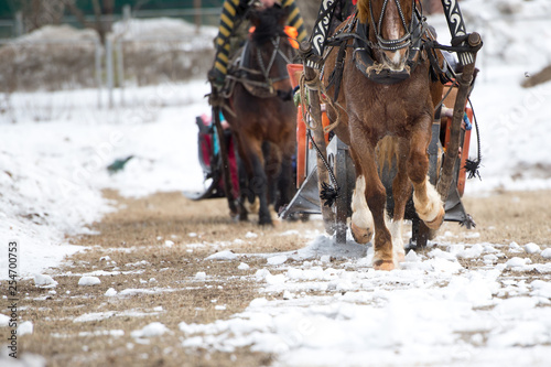 Winter driving on horses © woff
