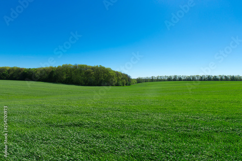 Fototapeta Naklejka Na Ścianę i Meble -  field of green grass and sky
