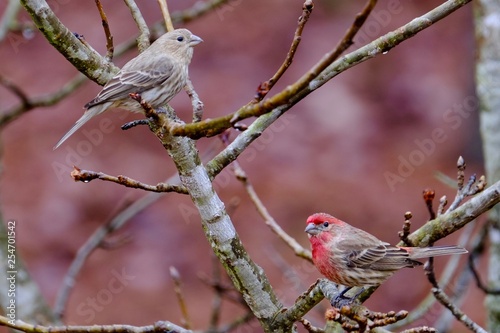 Bird Shots