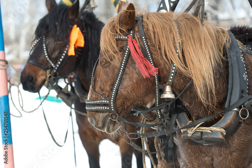 two horses decorated with red ribbons.
