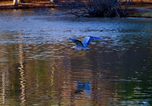 Bird Shots