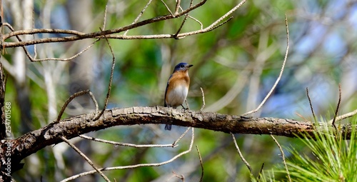 Bird Shots