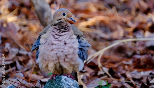 Bird Shots