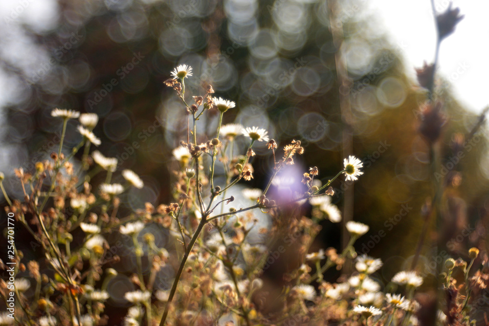 Wild Flowers on a field with shallow depth of field, soap buble bokeh 