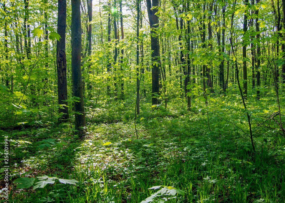 Fototapeta premium Forest trees. nature green wood sunlight backgrounds