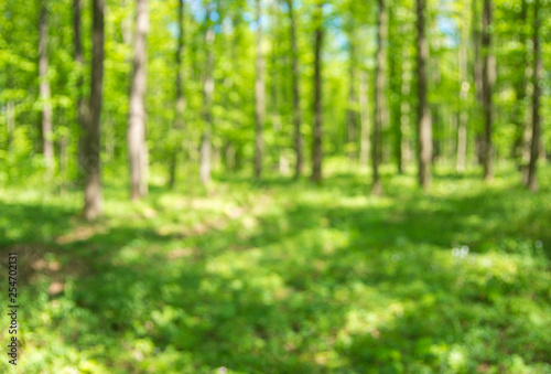 Spring forest background out of focus © photolink