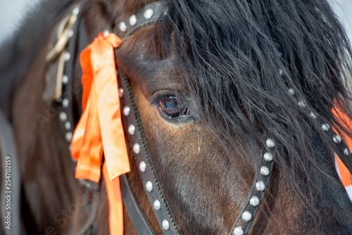 Portrait of a brown horse with black bangs