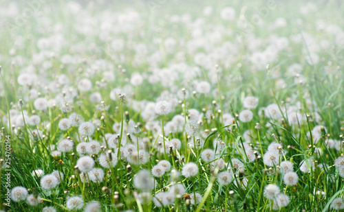 Green field with dandelions. © photolink