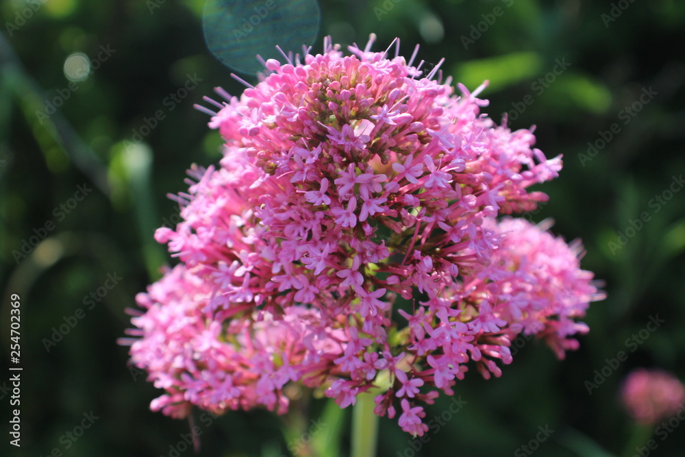 bee on a flower