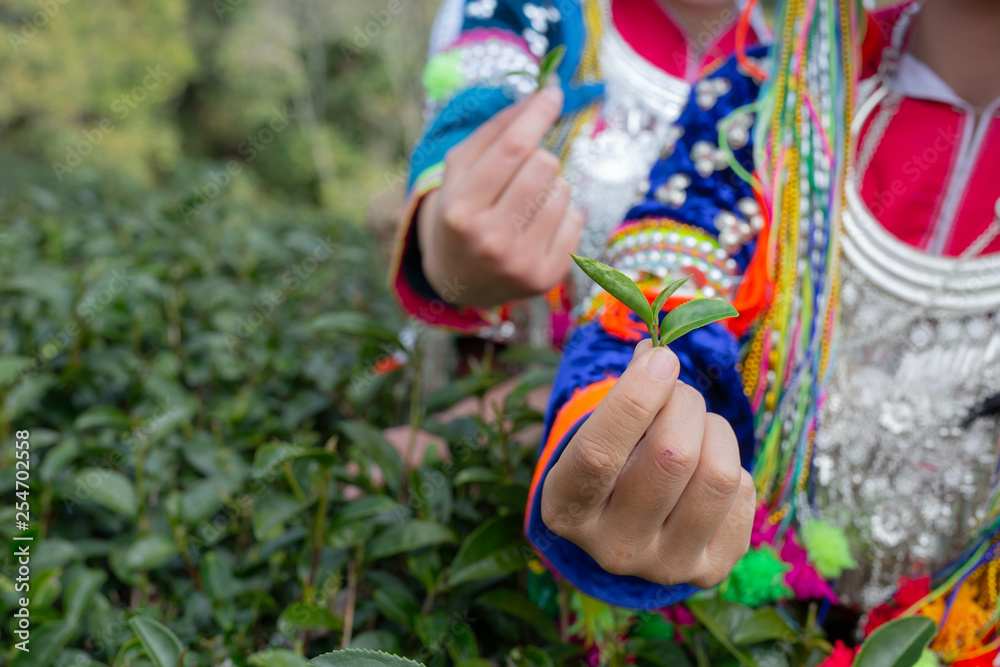 Agriculture of hilltribe women collecting tea leaves in the fields. Hill tribe woman.