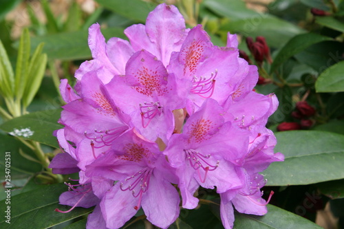 Blüten