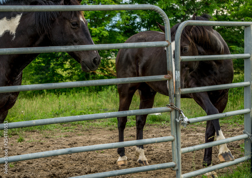 horses begging to be let out of the gate © Dana.Oz.Imagery