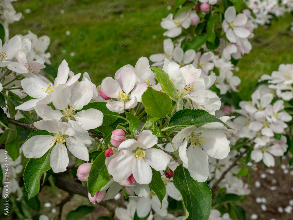 Fototapeta premium Apfelblüte Falstaff