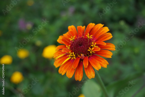 Orange Flower Close-Up